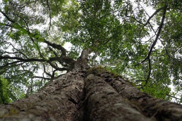 stock image Trail in the jungle of misiones. salto encantado provincial park