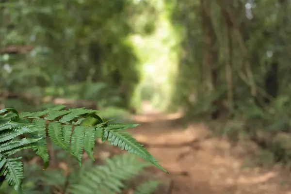 Missione ormanında yol. Salto encantado taşra parkı