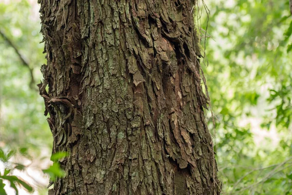 Missione ormanında yol. Salto encantado taşra parkı