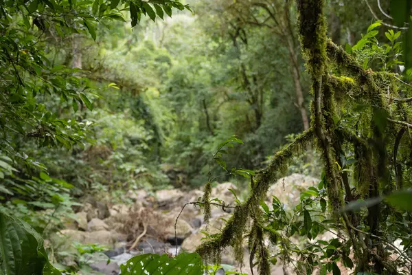 Missione ormanında yol. Salto encantado taşra parkı