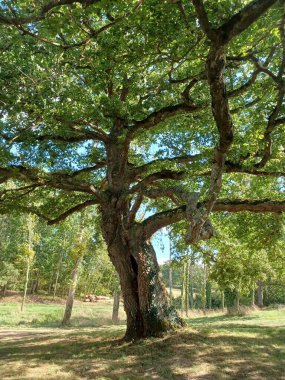 Majestic 250-year-old French oak tree captured in the Allier department, France. The perspective emphasizes its textured bark, sprawling branches, and lush green foliage under a bright blue sky. clipart