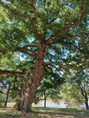 Majestic 250-year-old French oak tree captured in the Allier department, France. The perspective emphasizes its textured bark, sprawling branches, and lush green foliage under a bright blue sky. clipart