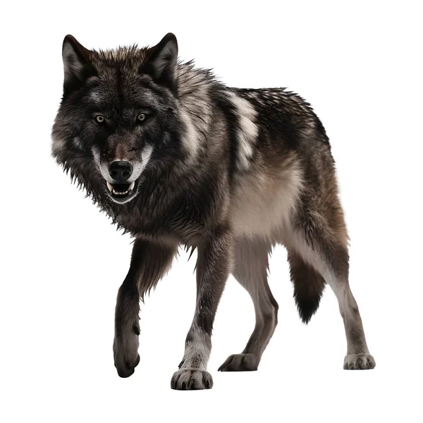 Angry wolf on transparent background