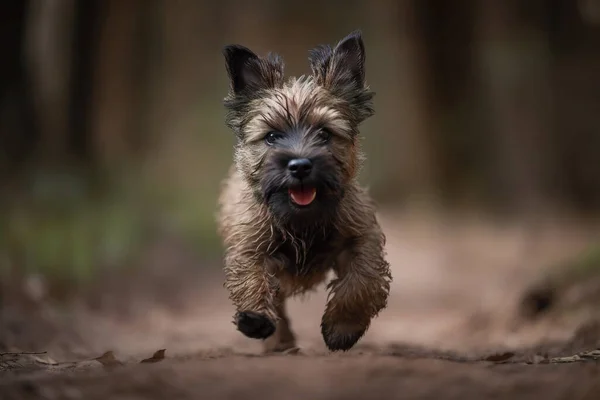 Happy Cairn Terrier puppy running towards the camera