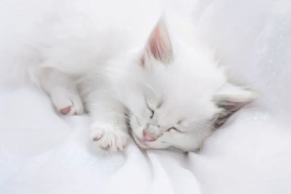 White kitten sleeping peacefully on the bed