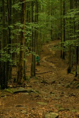 Ormandaki bir ormanın dikey görüntüsü.