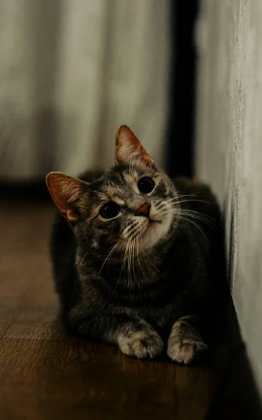 Милий Кіт Камеру — стокове фото