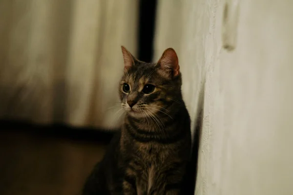 Симпатичная Кошка Перед Камерой — стоковое фото