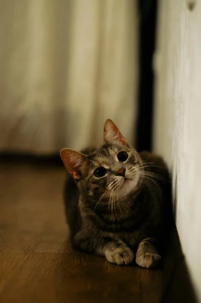 Симпатичная Кошка Перед Камерой — стоковое фото