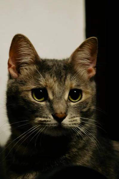Ładny Kot Aparacie — Zdjęcie stockowe