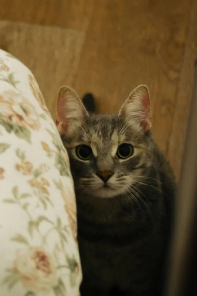 ソファの上の猫 — ストック写真