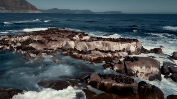 Sea Calf Chilling Rock — Video