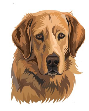 Realistic dog illustration for a postcard or t-shirt print