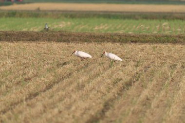 Japonya 'nın Sado adasındaki bir pirinç tarlasında Toki ya da Japon ibikleri ya da Nipponia nippon