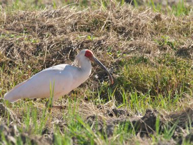 Japonya 'nın Sado adasındaki bir pirinç tarlasında Toki ya da Japon ibikleri ya da Nipponia nippon