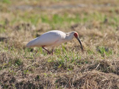 Japonya 'nın Sado adasındaki bir pirinç tarlasında Toki ya da Japon ibikleri ya da Nipponia nippon