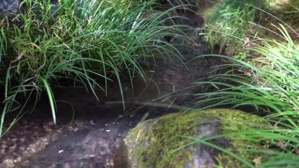 Kyoto Japonya Kasım 2022 Japon Bahçesinde Küçük Bir Akış — Stok video