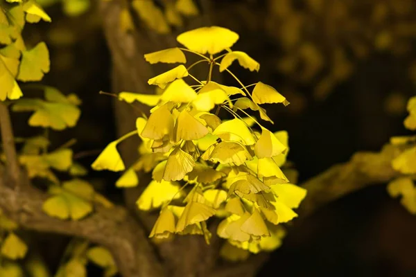 Tokyo Japan November 2022 Yellow Colored Gingko Leaves Branch Night — Stock Photo, Image