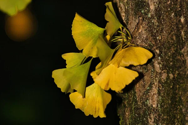 Τόκιο Ιαπωνία Νοεμβρίου 2022 Κίτρινα Χρωματιστά Φύλλα Gingko Ένα Υποκατάστημα — Φωτογραφία Αρχείου
