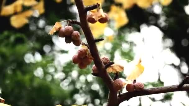 Tokio Japonsko Listopadu 2022 Konci Podzimu Vysušené Perníkové Oříšky — Stock video