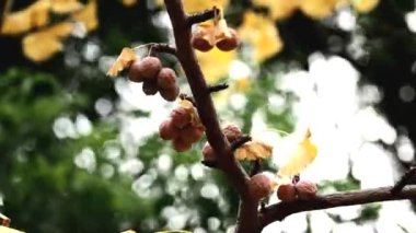 Tokyo, Japonya - 14 Kasım 2022: Sonbaharın sonunda kurumuş Gingko fındıkları