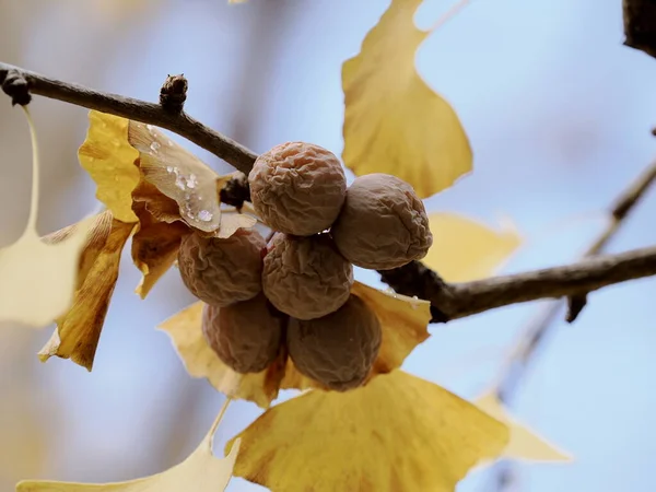 Tokio Japón Noviembre 2022 Frutos Secos Gingko Rama Finales Otoño — Foto de Stock