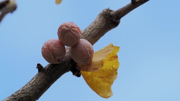 Tokio Japonsko Listopadu 2022 Ořechy Vysušené Větvi Gingko Konci Podzimu — Stock video