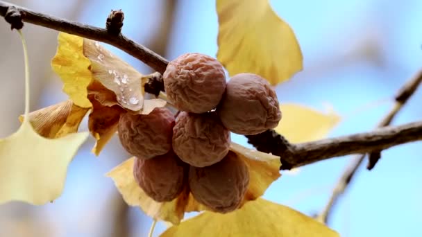 Tokio Japonsko Listopadu 2022 Ořechy Vysušené Větvi Gingko Konci Podzimu — Stock video