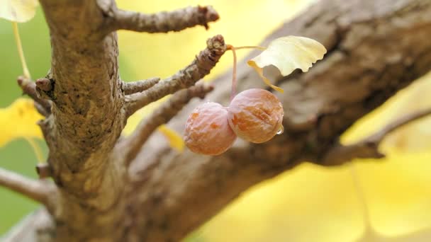 Tokyo Japan November 2022 Dried Gingko Nuts Branch Late Autumn — Stock Video