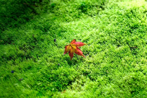 Kyoto Japan November 2022 One Fallen Red Leaf Moss — Stock Photo, Image