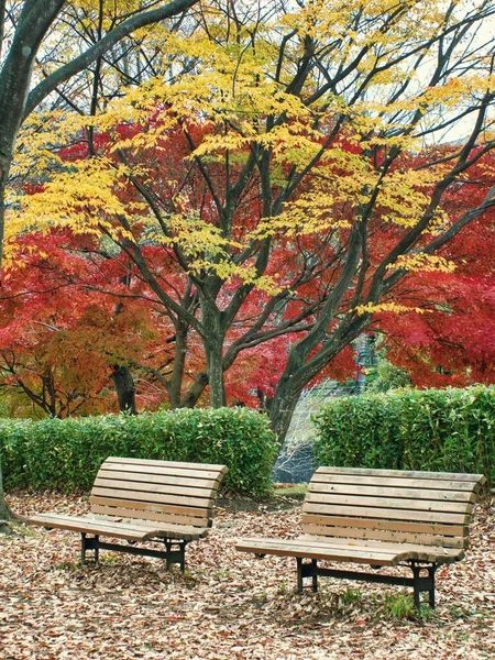 Tóquio Japão Novembro 2022 Dois Bancos Parque Fundo Folhas Outono — Fotografia de Stock