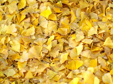 Tokyo, Japonya - 20 Kasım 2022: Tokyo, Japonya 'da kış başında düşen sarı gingko yaprakları