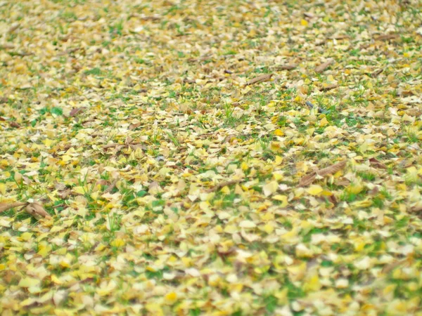 東京都 2022年11月20日 東京で初冬に黄色い銀杏の葉をスタック — ストック写真