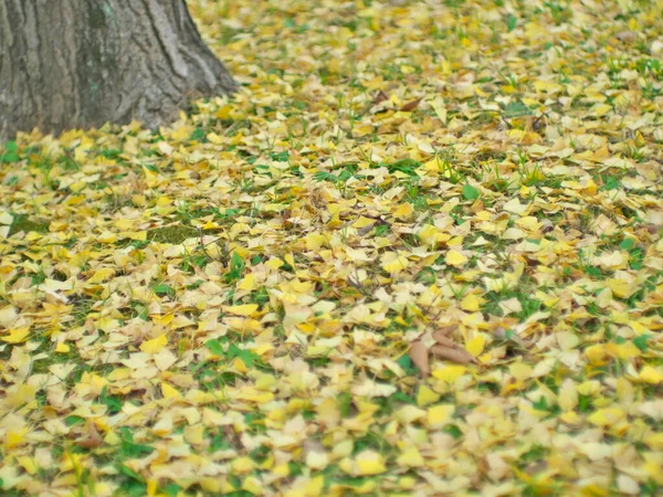 Tokyo Japan November 2022 Stacked Fallen Yellow Gingko Leaves Early — Stock Photo, Image