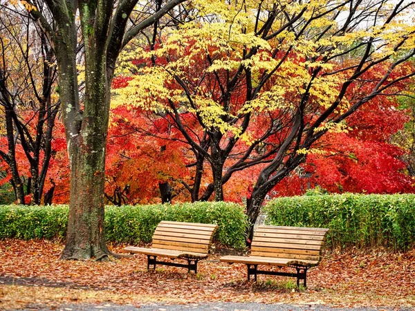 Tokyo Japan November 2022 Two Benches Park Autumn Leaves Background — Stock Photo, Image