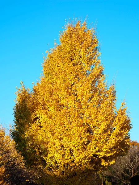 Tóquio Japão Novembro 2022 Grandes Ginkgo Árvores Com Folhas Amarelas — Fotografia de Stock