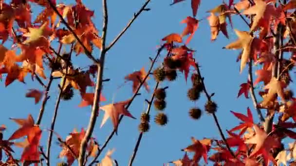 Tóquio Japão Novembro 2022 Belas Folhas Vermelhas Frutos Goma Doce — Vídeo de Stock