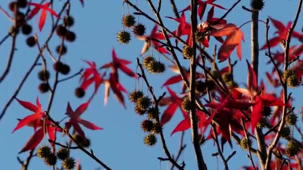 Tokio Japan November 2022 Schöne Rote Blätter Und Früchte Von — Stockvideo
