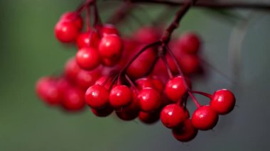 Tokyo, Japonya - 29 Kasım 2022: Ardisia crenata veya manryo veya Coralberry 'nin kırmızı meyveleri