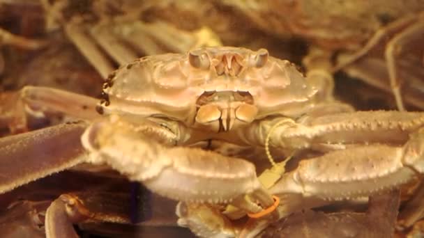 Fukui Japan December 2022 Closeup Echizen Crab Snow Crab Tanner — Stock Video