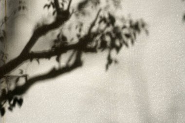 Tokyo, Japonya - 7 Ocak 2023: Kışın, gece bir evin duvarındaki ağacın gölgesi