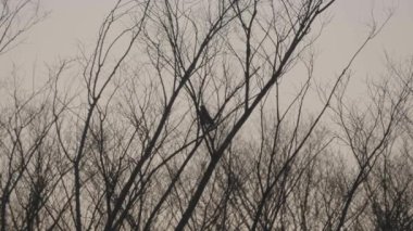 Tokyo, Japan - January 20, 2023:A Brown-eared Bulbul on a branch at windy dawn