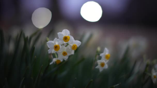 Tokyo Japan January 2023 Closeup Bunchflower Daffodil Winter Night — Stock video