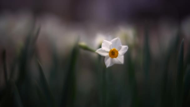 Tokyo Japan January 2023 Closeup Bunchflower Daffodil Winter Night — Vídeos de Stock