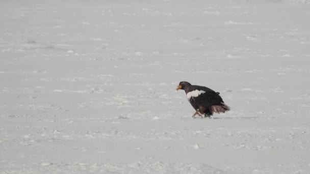 Hokkaido Japan January 2023 Steller Sea Eagle Haliaeetus Pelagicus Oowashi — ストック動画