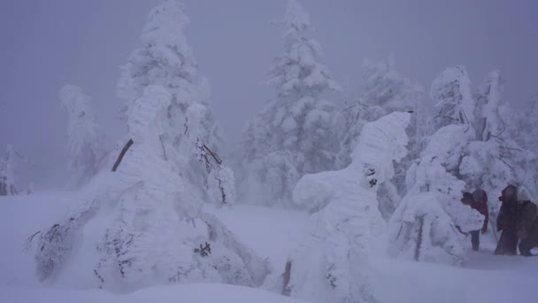 Miyagi Japan February 2023 People Approaching Frozen Trees Juhyo Blizzard — Vídeo de Stock