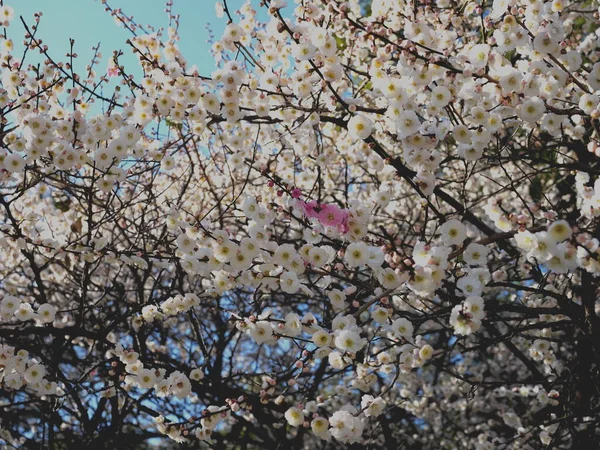 Aichi Japan März 2023 Rote Oder Japanische Aprikosenblüte Inmitten Weißer — Stockfoto