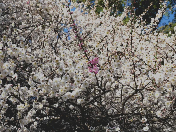 Aichi Japan März 2023 Rote Oder Japanische Aprikosenblüte Inmitten Weißer — Stockfoto