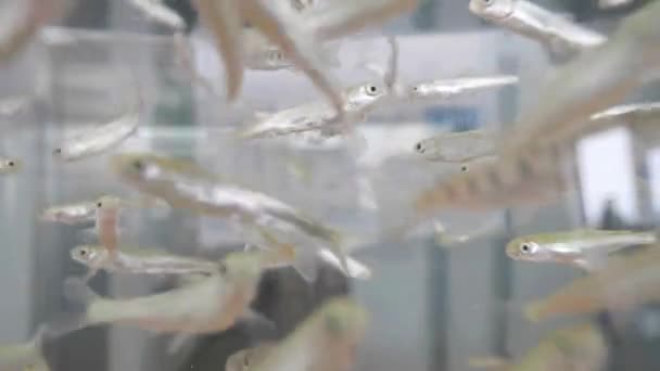 Akita Japonia Marca 2023 Młodzieżowy Łosoś Pływający Akwarium — Wideo stockowe