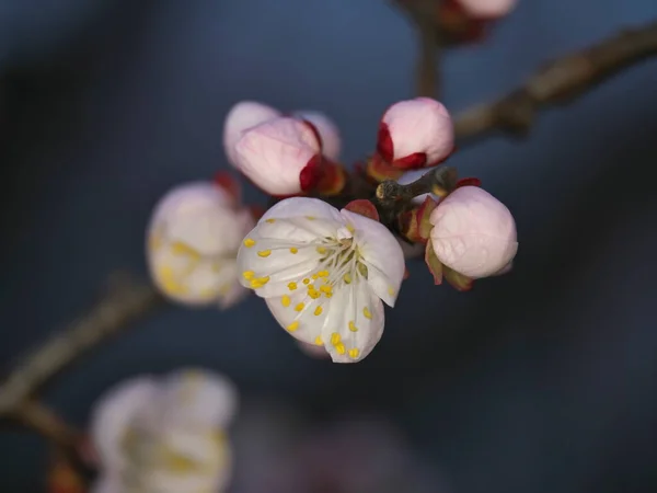 Tokio Japan März 2023 Nahaufnahme Rosa Aprikosenblüten — Stockfoto
